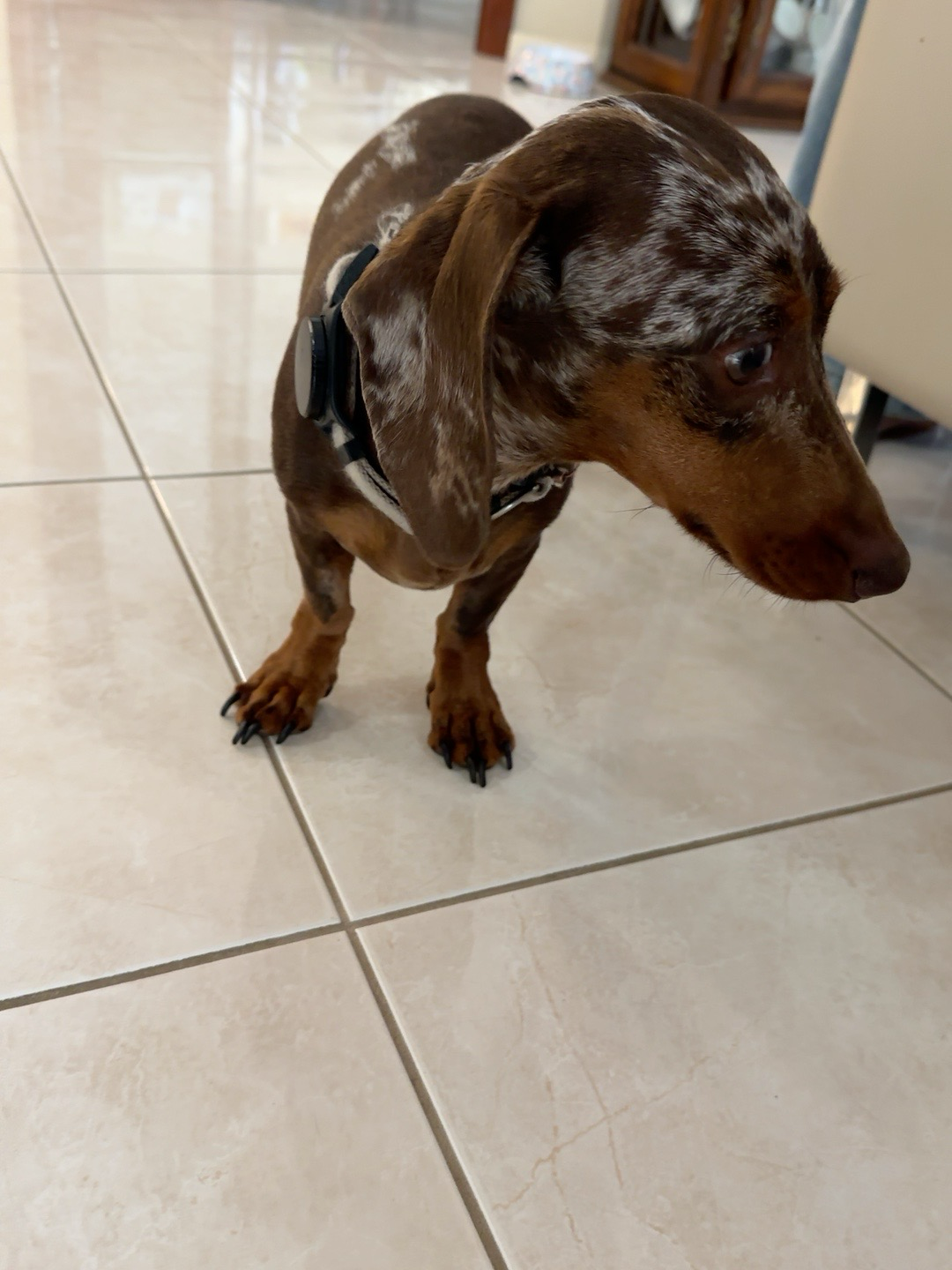 Frankie, a chocolate miniature dachshund, standing in the family home
